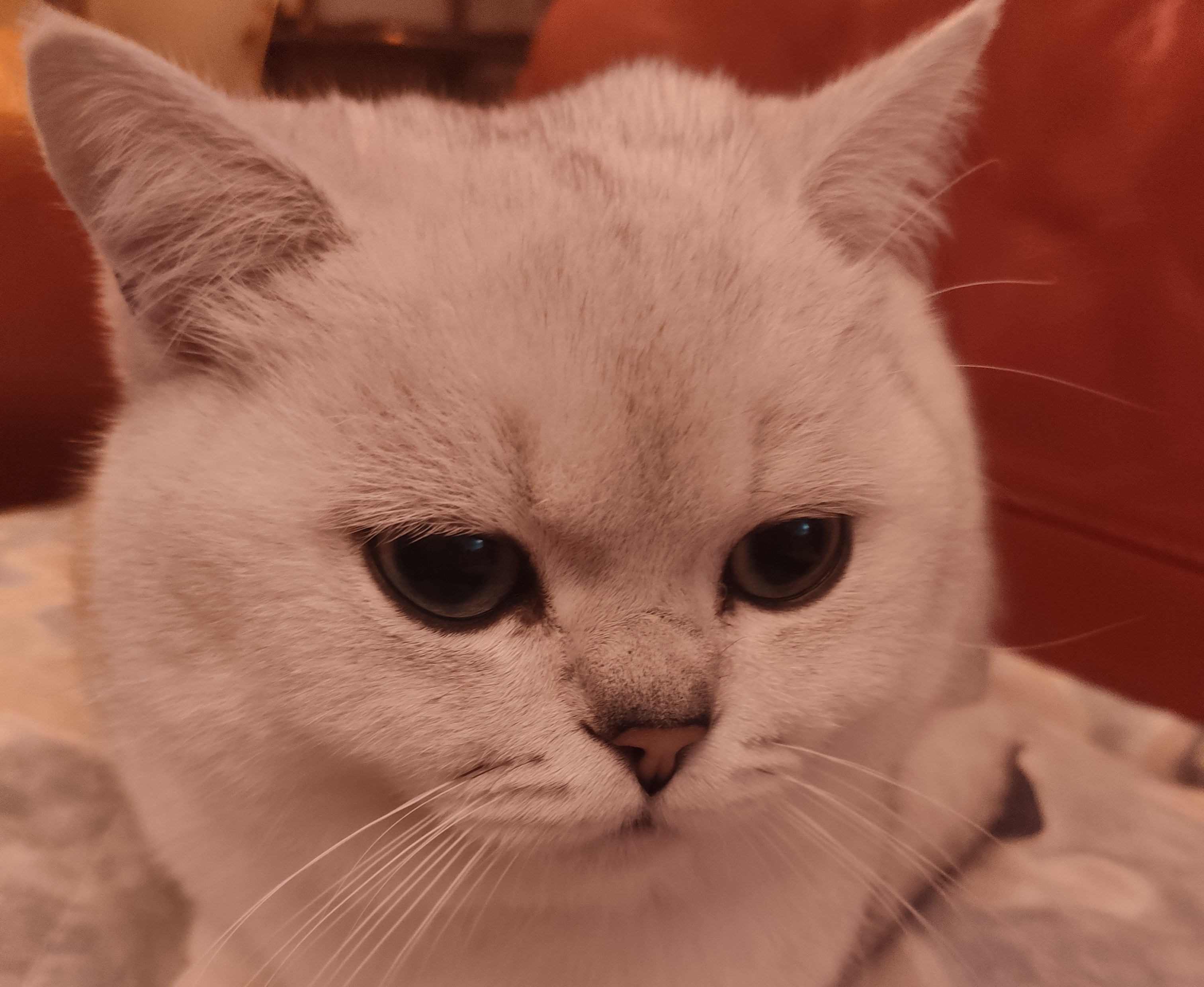 JCH. Hilary-Chinchilla-Cat Dolce